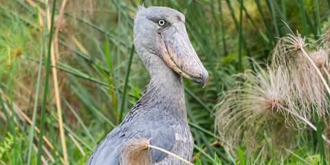 Shoebill Stork Tracking Tour in Mabamba Swamp