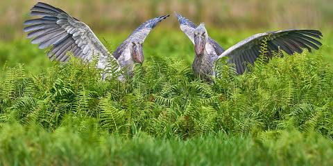 10-Day Uganda Hiking, Primates, Wildlife & Birding Safari