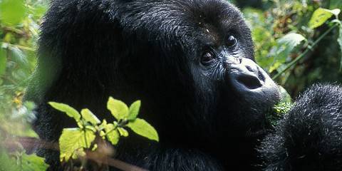 8-Day Uganda Wildlife and Primates Adventure