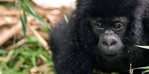 1-Day Bwindi Gorilla Trekking Tour from Kigali