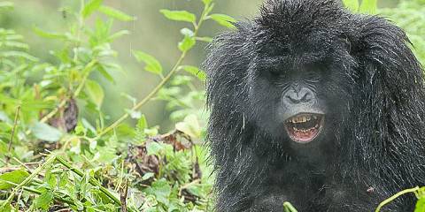 3-Day Incredible Gorilla Trekking in Bwindi Forest