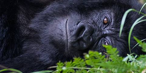 5-Day Uganda Gorilla and Chimpanzee Tracking