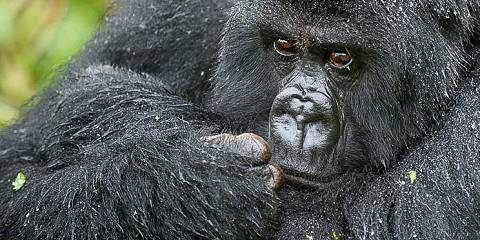 10-Day Wildlife, Big 5, Chimpanzee, and Gorilla Safari