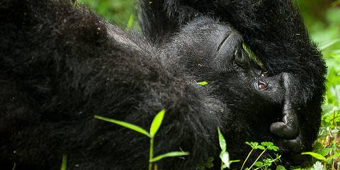 5-Day Uganda Gorilla and Chimpanzee Trekking Safari