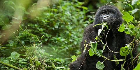 3-Day Luxury Gorilla Trekking with Domestic Flights