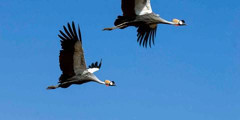 8-Day Uganda Birdwatching Tour (1 - Week Uganda Tour)