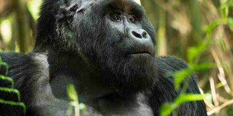 4-Day Gorilla Tracking & Wildlife Safari in Uganda