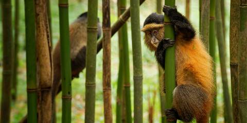 7-Day Uganda Gorilla, Chimpanzee and Golden Monkey Tour