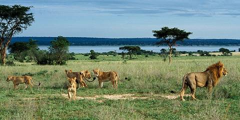 3-Day Big 5 Safari in Uganda