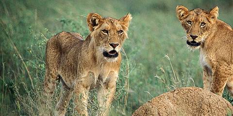 3-Day Ziwa Rhinos & Murchison Falls Explorer