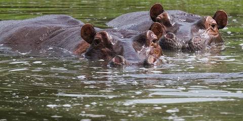 21-Day Uganda Gorillas, Wildlife & Hiking Safari Tour