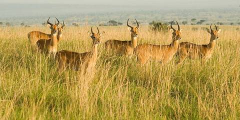 3-Day Murchison Falls Wildlife Trip, Ziwa Rhino Tracking