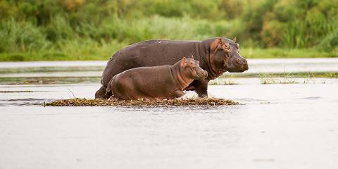 3-Day Budget Murchsison Falls Safari