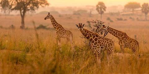 3-Day Uganda Wildlife Adventure