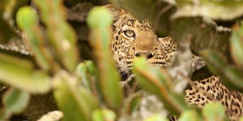 9-Day Uganda Big Five and Gorillas Safari