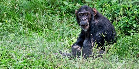Uganda Wildlife & Primates Adventure