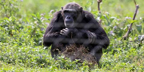 12-Day Uganda and Kenya Wilderness Adventure