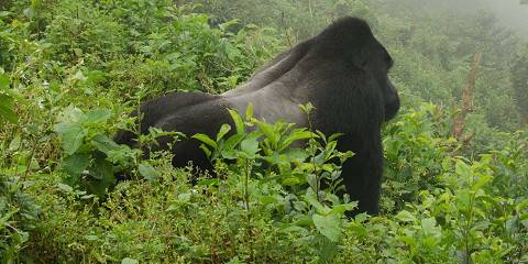 Kidepo Big Five and Primates