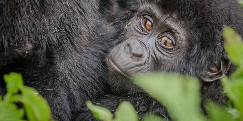 4-Day Primates Flying Safari