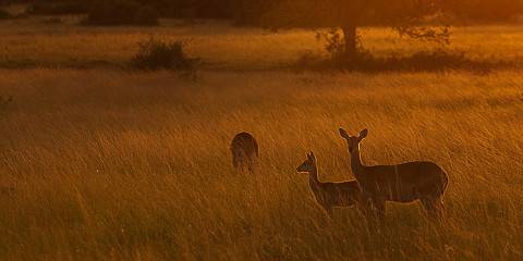 36-Day Uganda Gorillas, Wildlife Safari and Cultural Tour