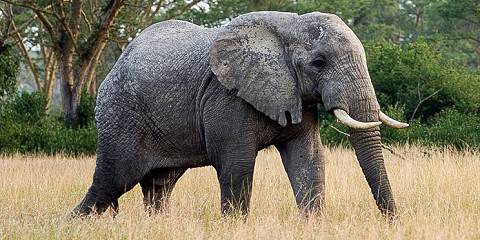 Game Drive and Boat Cruise in Queen Elizabeth NP