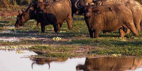Big Five Safari in Murchison Falls National Park