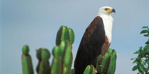 5-Day Albertine Rift Birding Safari– Shoebill & Endemics