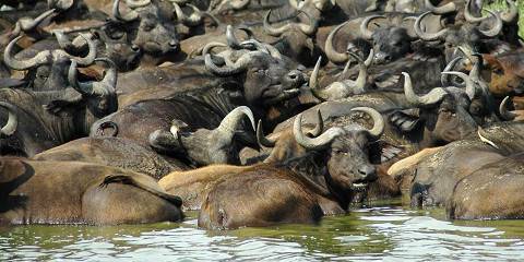 10-Day Uganda Ultimate Safari