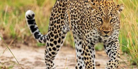 3-Day Wild Escape to Murchison Falls National Park