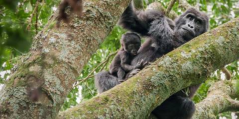 Uganda Budget Gorillas, Chimps & Wildlife Safari