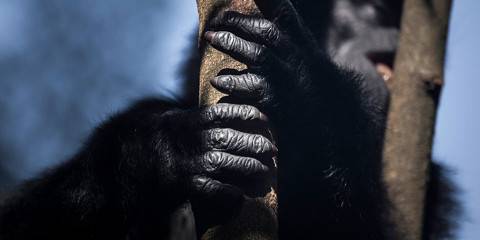 Uganda Primate and Wildlife Safari