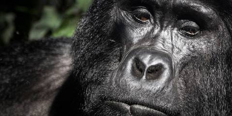 4-Day Rwanda Golden Monkey, Bwindi Gorilla & Chimp Trek