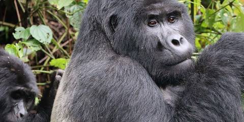 4-Day Bwindi Gorillas, Kibale Chimps and Lake Bunyonyi