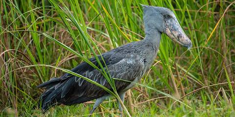 14-Day Uganda Birding & Primates Safari
