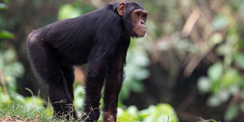12-Day Uganda Safari and Adventure