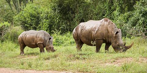 3-Day Murchison Falls Big 5 Safari & Ziwa Rhino Tracking