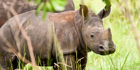 Bwindi, Murchison Falls & Queen Elizabeth NP Tour