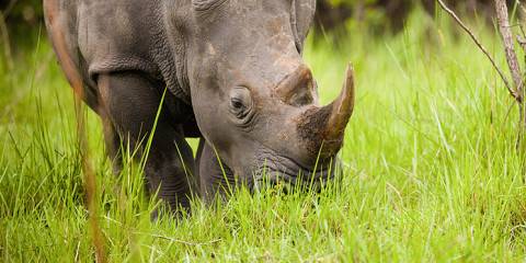 8-Day Uganda's Famous Wilderness Safari