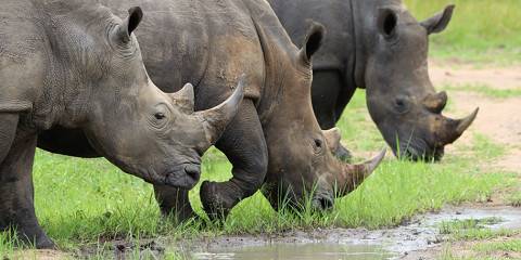 8-Day Exclusive Primates & Wildlife Midrange Safari