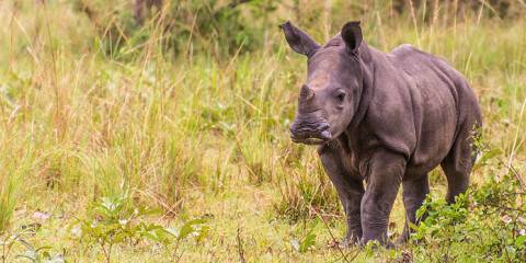 Wildlife and Gorilla Safari
