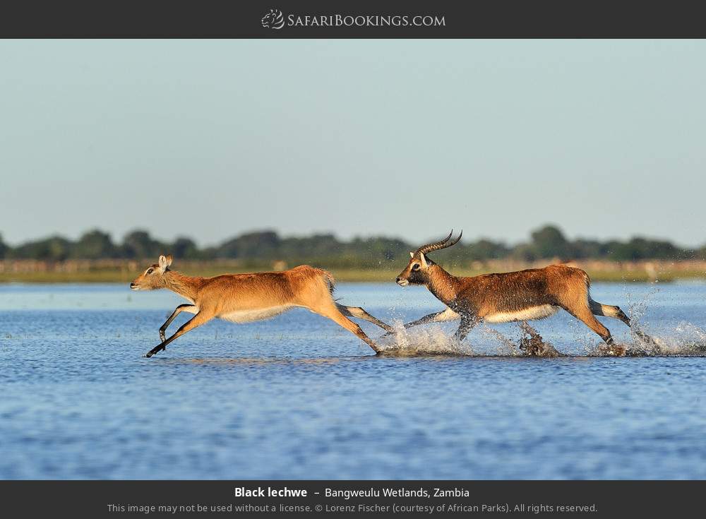 Black lechwes in Bangweulu Wetlands, Zambia
