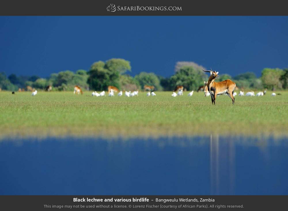 Black lechwe and various birdlife in Bangweulu Wetlands, Zambia