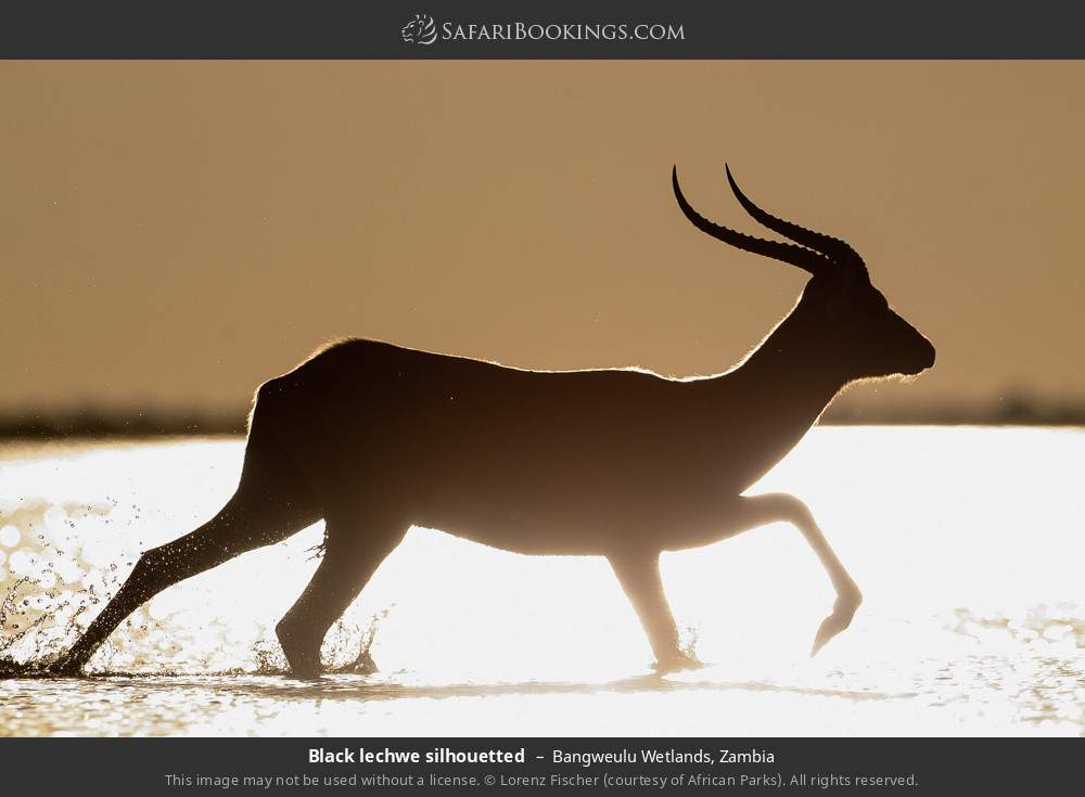 Black lechwe silhouetted in Bangweulu Wetlands, Zambia