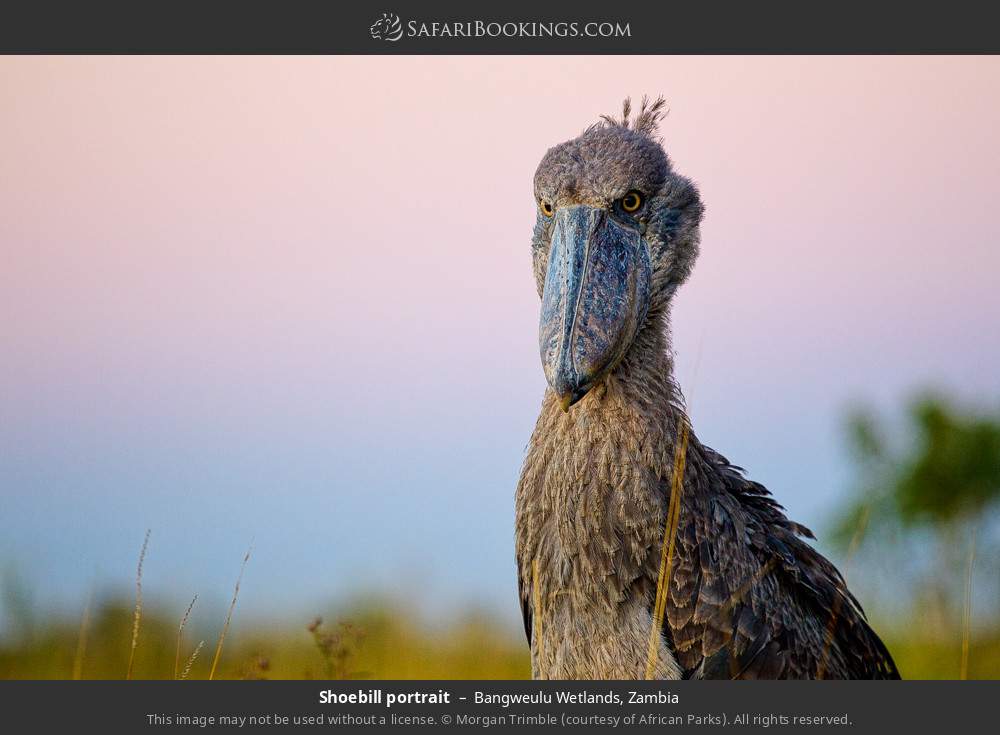 Shoebill portrait in Bangweulu Wetlands, Zambia