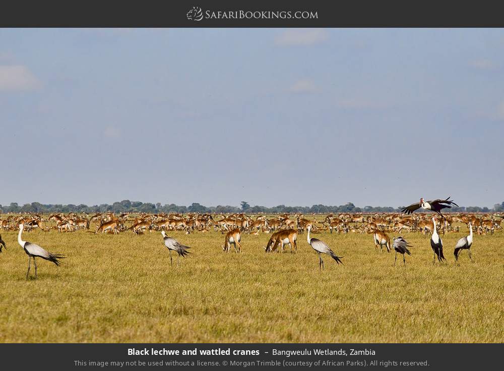 Black lechwes and wattled cranes in Bangweulu Wetlands, Zambia