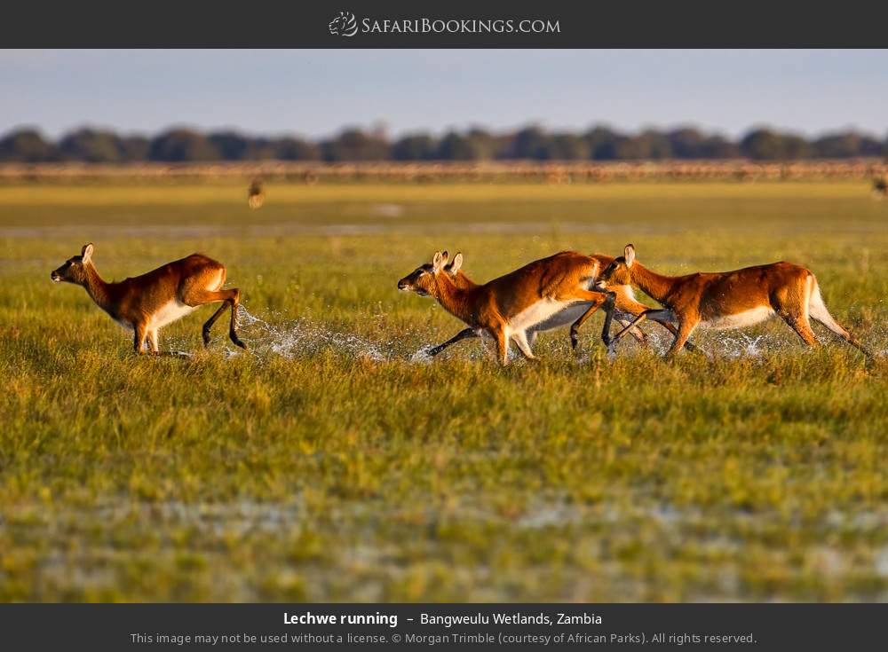 Lechwes running in Bangweulu Wetlands, Zambia
