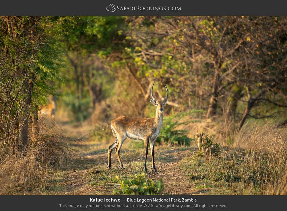 Kafue lechwe in Blue Lagoon National Park, Zambia