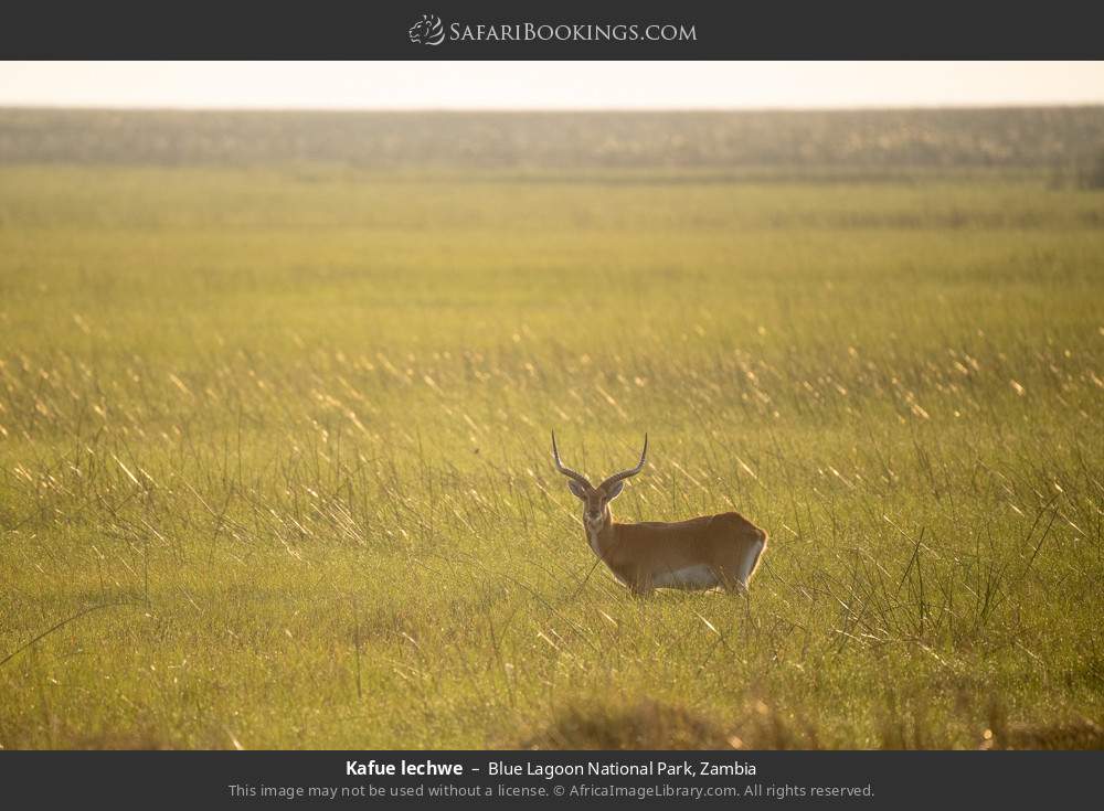 Kafue lechwe in Blue Lagoon National Park, Zambia