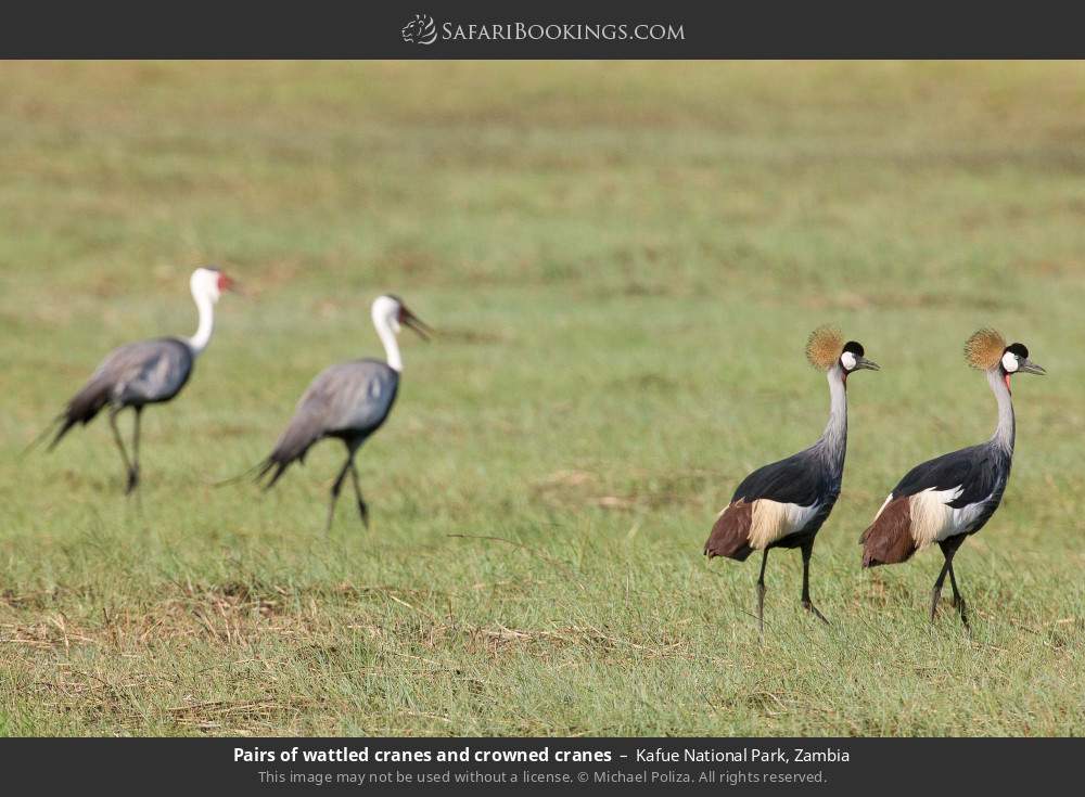 Pairs of wattled cranes and crowned cranes in Kafue National Park, Zambia