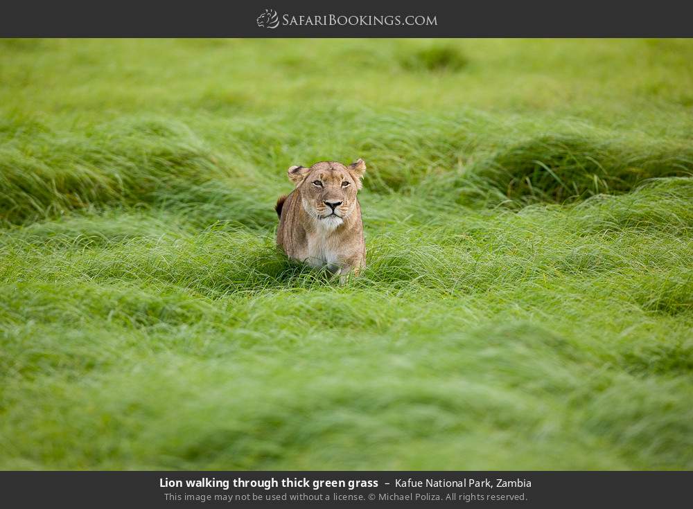 Lion walking through thick green grass in Kafue National Park, Zambia